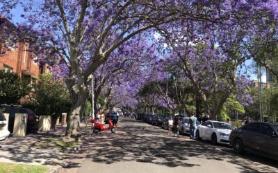 Jacarandas in Bloom in Kirribilli